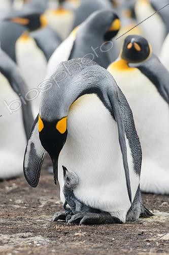 Biosphoto | 2611409 | Adulte de Manchot royal (Aptenodyptes patagonica) couvant son unique jeune sur ses pattes dans une colonie de reproduction de Volunteer Point, Malouines | &copy; Raphaël Sané / Biosphoto