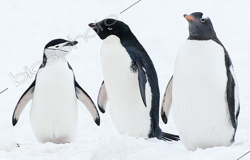 Biosphoto | 2611376 | Adultes de Manchot à jugulaire (Pygoscelis antarctica), Manchot d'Adélie (Pygoscelis adeliae) et Manchot papou (Pygoscelis papua) l'un à côié de l'autre sur la neige à Robert Point en Antarctique | &copy; Raphaël Sané / Biosphoto