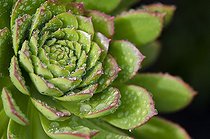 Biosphoto | 1993766 | Aeonium after the rain - Tenerife Canary Islands | &copy; Anne Claire Monna / Biosphoto