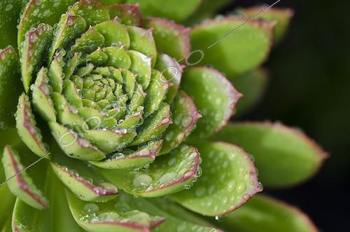 Biosphoto | 1993766 | Aeonium after the rain - Tenerife Canary Islands | &copy; Anne Claire Monna / Biosphoto