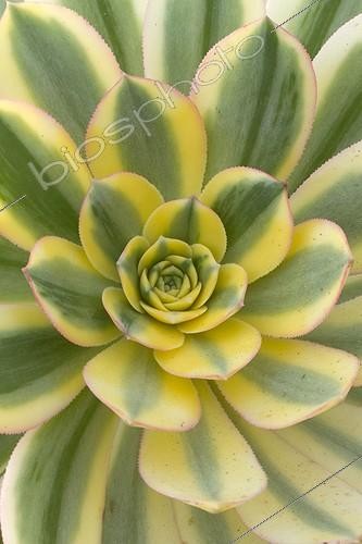 Biosphoto | 2075933 | Aeonium 'Sunburst' | &copy; Frédéric Tournay / Biosphoto