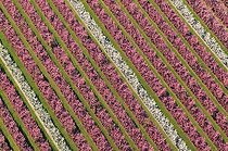 Biosphoto | 1120478 | Aerial view of fruit trees in bloom in Picardy France | &copy; Michel Bureau / Biosphoto