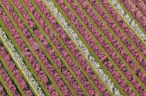Biosphoto | 1120478 | Aerial view of fruit trees in bloom in Picardy France | &copy; Michel Bureau / Biosphoto