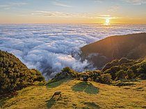 Biosphoto | 2609682 | Aerial view of sunrise above clouds and green hills with cow grazing at Fanal mountain, Madeira island, Portugal | &copy; Dmitry Rukhlenko / imageBROKER / Biosphoto