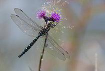 Biosphoto | 2609398 | Aeshne des joncs (Aeshna juncea) au bord d'un lac de montagne, Alpes, France | &copy; Michel Rauch / Biosphoto