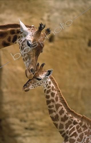 Biosphoto | 41343 | Affection between a Giraffe and its calf Doué la Fontaine | &copy; Stéphan Bonneau / Biosphoto