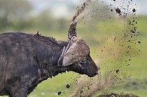 Biosphoto | 953400 | African Buffalo is shaking mud in Masai Mara NR Kenya | &copy; Michel Bureau / Biosphoto