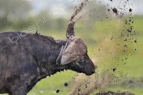 Biosphoto | 953400 | African Buffalo is shaking mud in Masai Mara NR Kenya | &copy; Michel Bureau / Biosphoto