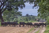Biosphoto | 2601791 | African buffalo (Syncerus caffer) crossing a track, Namibia, Africa | &copy; Alain Roux / Biosphoto