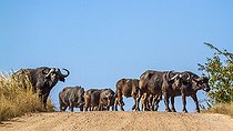 Biosphoto | 2394473 | African buffalo (Syncerus caffer) in Kruger National park, South Africa. | &copy; Patrice Correia / Biosphoto