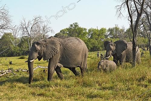 Biosphoto | 2623097 | African bush elephant (Loxodonta africana) females and calf. Botswana. | &copy; Michel Bureau / Biosphoto