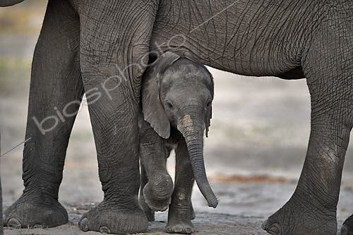 Biosphoto | 2623060 | African bush elephant (Loxodonta africana) calf, Botswana. | &copy; Michel Bureau / Biosphoto