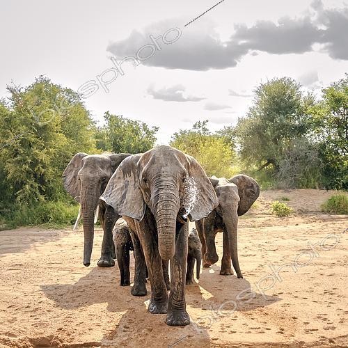 Biosphoto | 2602965 | African bush elephant (Loxodonta africana) family looking front view for water in dry riverbed in Kruger National park, South Africa | &copy; Patrice Correia / Biosphoto