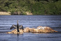 Biosphoto | 2601789 | African Darter (Anhinga rufa) drying its wings, on a rock, on the Okawango, Namibia, Africa | &copy; Alain Roux / Biosphoto