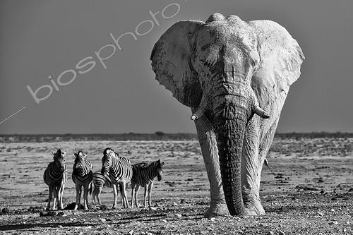 Biosphoto | 1977391 | African Elephant and Plains Zebras - Etosha Namibia | &copy; Philippe-Alexandre Chevallier / Biosphoto