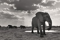 Biosphoto | 1394068 | African Elephant at waterhole Savuti Botswana  | &copy; Michel Bureau / Biosphoto