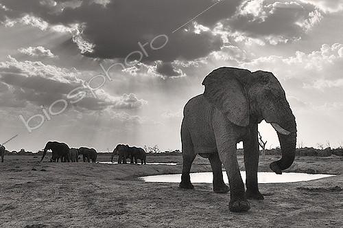 Biosphoto | 1394068 | African Elephant at waterhole Savuti Botswana  | &copy; Michel Bureau / Biosphoto