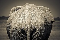 Biosphoto | 1993760 | African Elephant back in the savannah - Etosha Namibia | &copy; Anne Claire Monna / Biosphoto