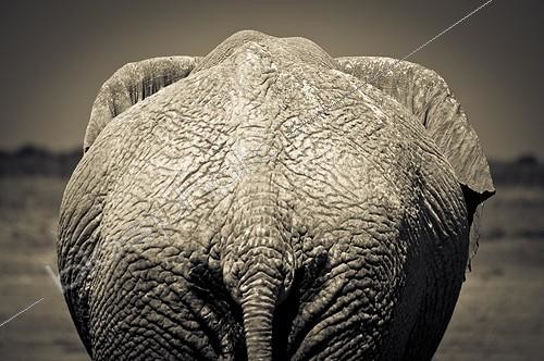 Biosphoto | 1993760 | African Elephant back in the savannah - Etosha Namibia | &copy; Anne Claire Monna / Biosphoto
