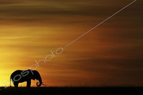 Biosphoto | 1651059 | African elephant in savanna at dawn Masai Mara Kenya  | &copy; Tony Crocetta / Biosphoto