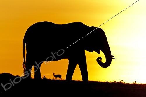 Biosphoto | 1758469 | African elephant in savanna at dawn Masai Mara Kenya | &copy; Jean-Jacques Alcalay / Biosphoto