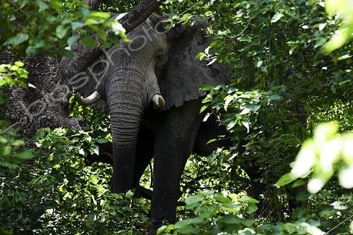 Biosphoto | 2010263 | African Elephant in the forest - Moremi Botswana  | &copy; Philippe-Alexandre Chevallier / Biosphoto