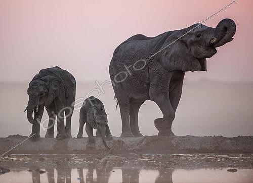 Biosphoto | 2394807 | African Elephant (Loxodonta africana) and young drinking at the water point, Nxai Pan, Botswana | &copy; Didier Couvert & Muriel Moreau / Biosphoto