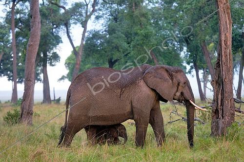 Biosphoto | 2619699 | African Elephant (Loxodonta africana) and young, Maasai Mara Forest, Kenya. | &copy; Pierre Vernay / Biosphoto