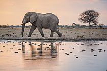 Biosphoto | 2609683 | African elephant (Loxodonta africana) at a waterhole, Nxai Pan National Park, Ngamiland District, Botswana | &copy; Matthias Graben / imageBROKER / Biosphoto