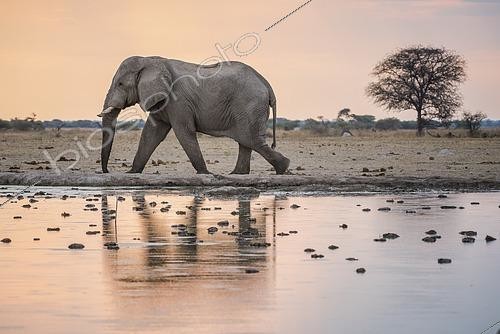 Biosphoto | 2609683 | African elephant (Loxodonta africana) at a waterhole, Nxai Pan National Park, Ngamiland District, Botswana | &copy; Matthias Graben / imageBROKER / Biosphoto