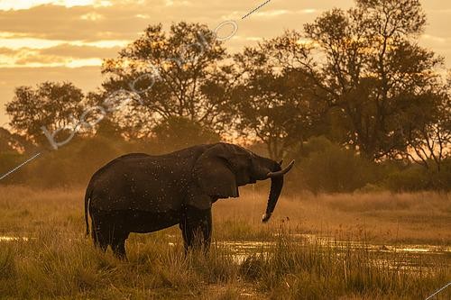 Biosphoto | 2559988 | African elephant (Loxodonta africana) at sunset in Khwai river, Khwai Concession, Okavango Delta, Botswana. | &copy; Sergio Pitamitz / Biosphoto