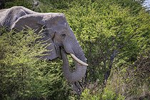 Biosphoto | 2601893 | African Elephant (Loxodonta africana) eating, Etosha National Park, Namibia, Africa | &copy; Alain Roux / Biosphoto