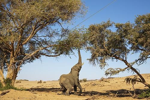 Biosphoto | 2498198 | African Elephant (Loxodonta africana). So-called desert elephant. Bull, trying to reach the leaves of an acacia tree. Damaraland, Kunene Region, Namibia. | &copy; Thomas Dressler / Biosphoto