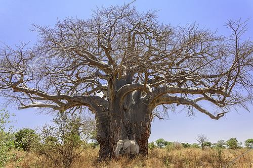 Biosphoto | 2603042 | African elephant (Loxodonta africana) under an African baobab (Adansonia digitata) in Tarangire National Park, Tanzania | &copy; Clément Fontaine / Biosphoto