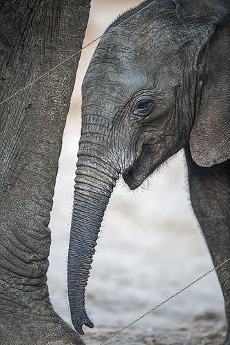 Biosphoto | 2394828 | African elephant (Loxodonta africana), young elephant under his mother, Elephant sands, Botswana | &copy; Didier Couvert & Muriel Moreau / Biosphoto