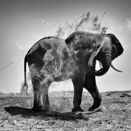 Biosphoto | 1977473 | African Elephant taking a dust bath - Chobe Botswana | &copy; Philippe-Alexandre Chevallier / Biosphoto