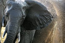 Biosphoto | 1402829 | African elephant taking a mud bath Botswana  | &copy; Michel Bureau / Biosphoto