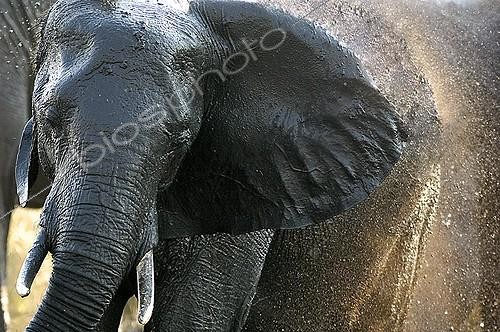 Biosphoto | 1402829 | African elephant taking a mud bath Botswana  | &copy; Michel Bureau / Biosphoto