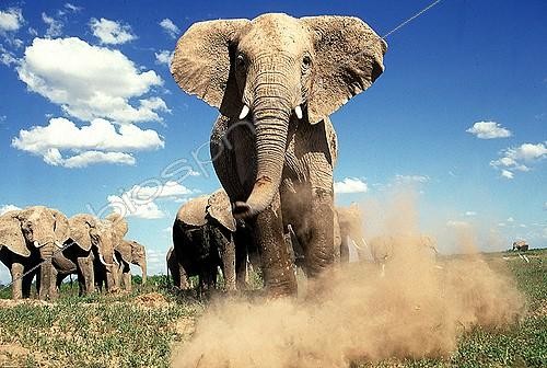 Biosphoto | 166217 | African elephant threatening Amboseli Kenya | &copy; Michel & Christine Denis-Huot / Biosphoto