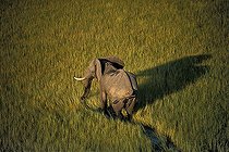 Biosphoto | 751474 | African elephant walking in swamps Botswana | &copy; Michel Bureau / Biosphoto