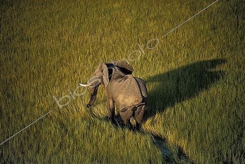 Biosphoto | 751474 | African elephant walking in swamps Botswana | &copy; Michel Bureau / Biosphoto