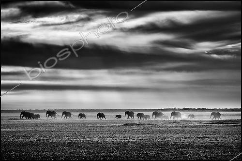 Biosphoto | 1977541 | African Elephant walking in the Etosha Pan - Namibia | &copy; Philippe-Alexandre Chevallier / Biosphoto