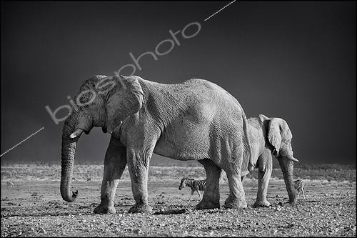 Biosphoto | 1977534 | African Elephants and Zebra Plains - Etosha Namibia | &copy; Philippe-Alexandre Chevallier / Biosphoto