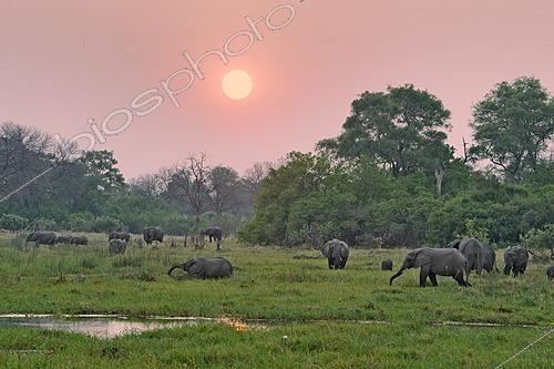 Biosphoto | 2623040 | African elephants (Loxodonta africana) at dusk. Botswana. | &copy; Michel Bureau / Biosphoto