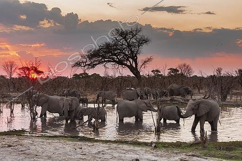 Biosphoto | 2493062 | African elephants, Loxodonta africana, drinking in the river Khwai at sunset. Khwai Concession, Okavango Delta, Botswana | &copy; Sergio Pitamitz / Biosphoto