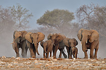 Biosphoto | 2622913 | African elephants (Loxodonta africana), Etosha National Park, Namibia. | &copy; Michel Bureau / Biosphoto