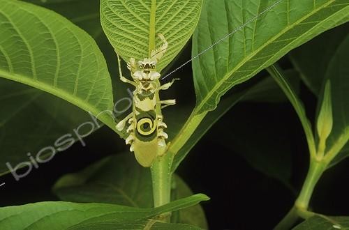 Biosphoto | 2050459 | African flower mantis (Pseudocreobotra ocellata), Georgia, USA | &copy; Michael Turco / Biosphoto