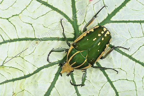 Biosphoto | 2050508 | African giant flower beetle (Mecynorhina polyphemus confluens) | &copy; Michael Turco / Biosphoto