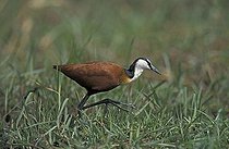 Biosphoto | 1486681 | African Jacana (Actophilornis africana), Amboseli National Park, Kenya, Africa | &copy; Jspix / imageBROKER / Biosphoto