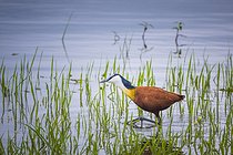 Biosphoto | 2601775 | African Jacana (Actophilornis africanus) walking in the water , Namibia, Africa | &copy; Alain Roux / Biosphoto